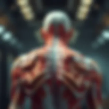 Anatomical Structure of the Back Muscles Anatomical structure of the back muscles