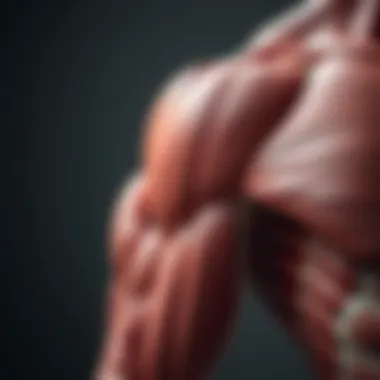 Close-up of triceps muscle anatomy